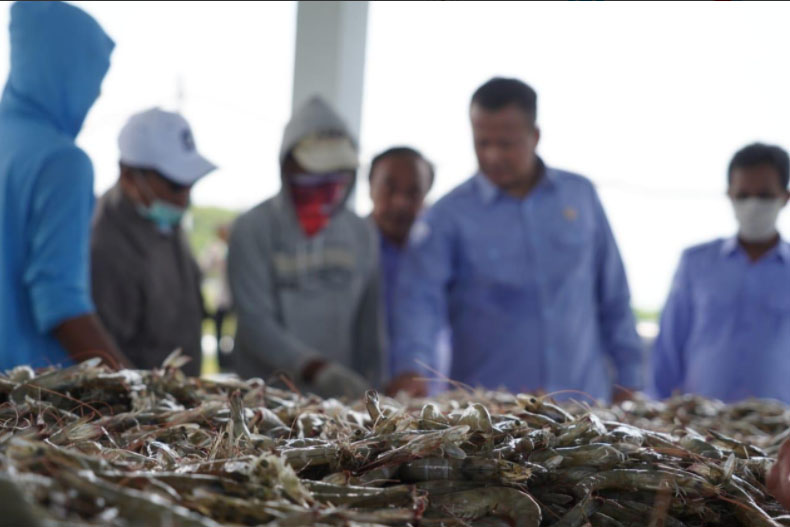Menteri Kelautan dan Perikanan saat meninjau udang yang dihasilkan pebudidaya