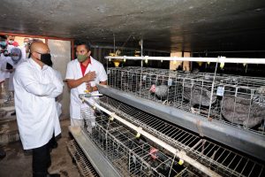 Menteri Teten meninjau ternak