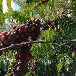 buah kopi