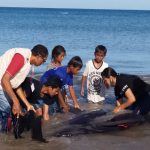 Warga dan tim saat mengevakuasi lumba-lumba yang terdampar di Pantai.