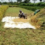 Beras (Industry.co.id)