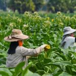 Petani Tembakau (Gatra.com)