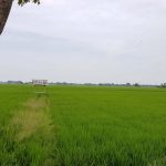 21-FOTO-SAWAH-PETANI-PERLU-PUPUK-1536x910