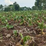 IMG_16092021_144143_700_x_428_piksel