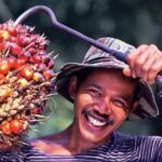 Petani-Sawit-Kaya-Mendadak-TBS-Tembus-Rp4.18351-Per-Kg