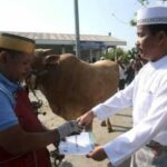 Pemko-Batam-Kurban-35-Ekor-Sapi-Daging-Kurban-Akan-Diantar-Ke-Rumah-–-Rumah