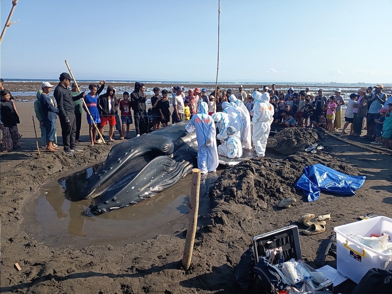 KKP dan Tim Gabungan Tangani Paus Bungkuk Terdampar di Pantai Perancak, Bali