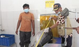 tarif-0-persen-tuna-cakalang-ke-jepang-kkp-jaga-kualitas-rantai-produksi-perikanan-E0MW