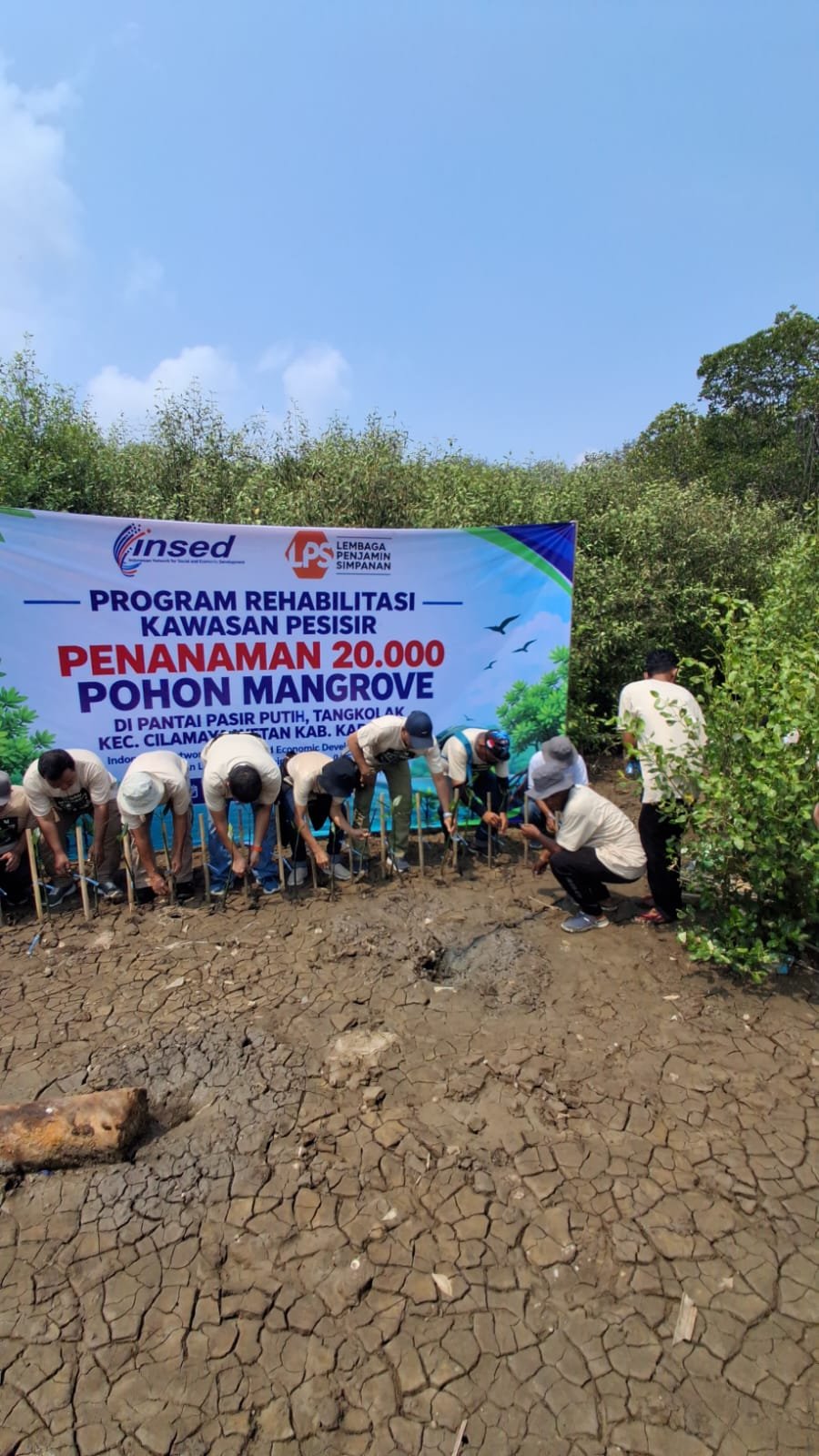 INSED-LPS Tanam 20.000 Mangrove di Karawang, Gaungkan Aksi Tobat Ekologis